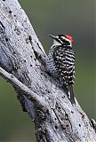 Nuttall's Woodpecker